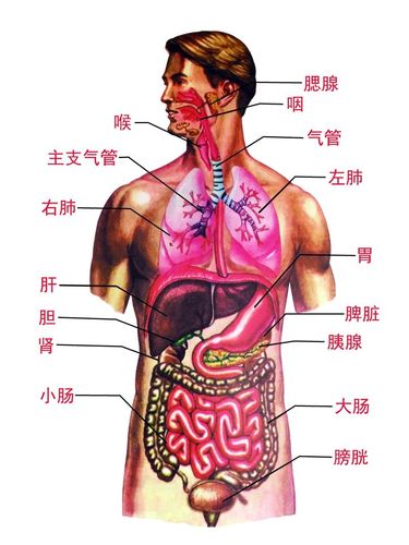 人体内脏解剖系统示意图海报医学宣传挂图人体器官心脏结构图展板