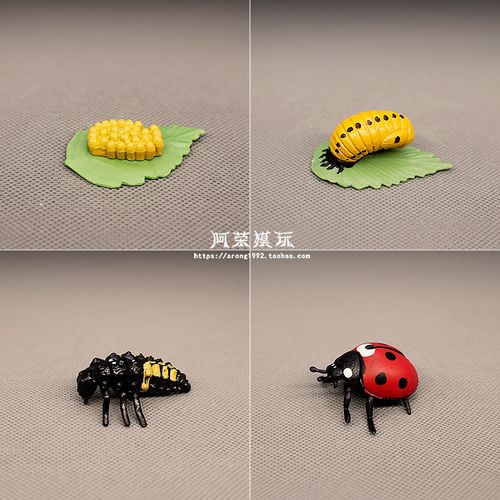 认知玩具昆虫动物模型教具 七星瓢虫生长过程 虫卵幼虫蛹模型摆件