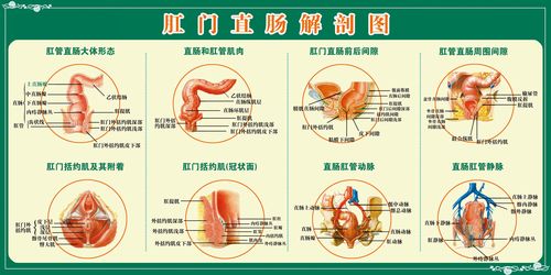 210海报印制展板素材4012肛门直肠解剖图