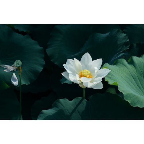 原创花卉摄影作品-纯白荷花/白莲花(2张) 高清ps图片素材