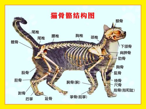 m769猫骨骼结构图分析解剖图墙上贴画867海报印制展板喷绘写真