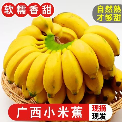四叔公果蔬广西香甜小米蕉新鲜水果香蕉当季应季非芭蕉香甜香蕉 3斤