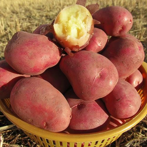 云南高山红皮土豆3斤5斤9斤现挖现发软糯香粉皮薄肉厚