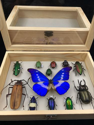 蝶语昆虫博物馆-蝶语 昆虫标本盒针插