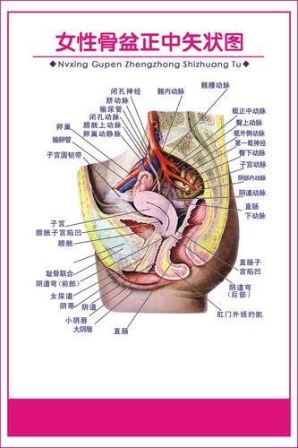 722海报印制展板写真喷绘贴纸201妇科解剖图2女性骨盆正中失状图