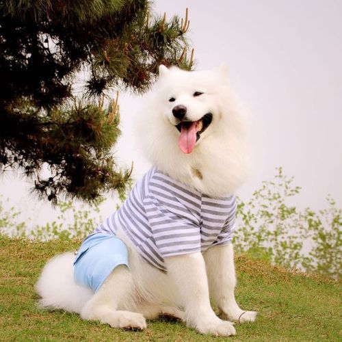 服装面料站立防脏动物室内大犬宠物衣服薄款夏季大狗摄影适合