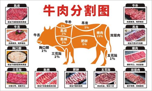 m769牛身体结构图牛肉部位分割切割图全牛宴1631海报定制印制展板