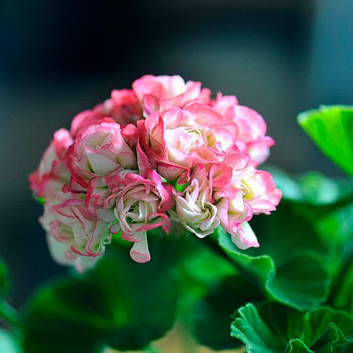 进口直立重瓣天竺葵花苗 日本碗 玫瑰花型 室内阳台庭院盆栽花卉
