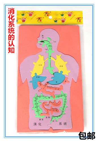 新品包邮科技小制作diy人体消化系统示意拼图eva内脏