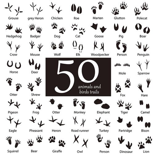 50款动物脚印 各种可爱动物小脚印剪影图案 ai格式矢量设计素材