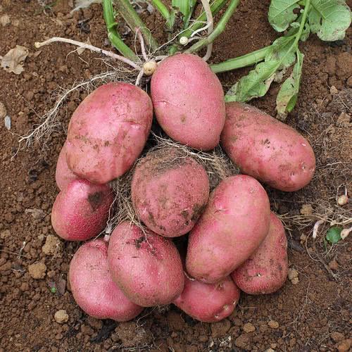 红皮红肉的土豆,几百万斤堆在地里,农民:等不到收购商就烂了