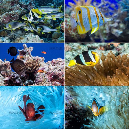 印尼多彩海葵珊瑚鱼类海底动物高清图片ps设计素材 20张jpg