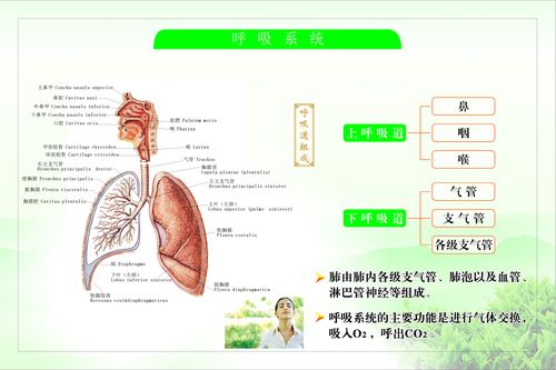 580海报印制海报展板素材299医院呼吸系统道组成