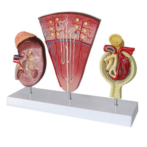 肾小球模型 泌尿解剖结构人体肾模型肾脏模型肾与肾单位 立体肾单位肾