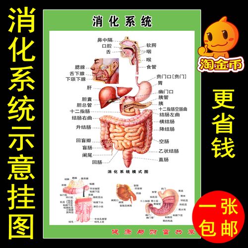 消化肠道系统结构示意图宣传海报贴医院门诊人体器官解剖大挂画