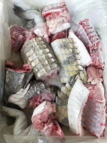 4斤鳄鱼尾巴中断肉鳄鱼肉水产肉类新鲜肉制品特许养殖肉类鳄绍轩
