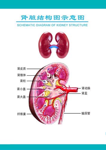 m769医院挂图人体五大器官肾脏结构图示意图1651海报