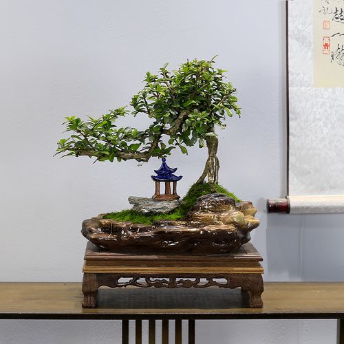 福建茶盆景植物悬崖式造型老桩室内客厅办公室桌面绿植盆栽好养
