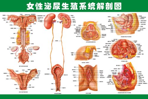 海报印制324系统海报展板素材制作66女性泌尿生殖系统解剖图挂图