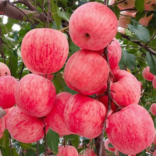 苹果烟台红富士山东栖霞10斤冰糖糖心水果新鲜苹果