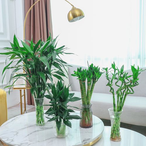 富贵竹水培植物盆栽绿植花卉室内客厅水养观音绿植