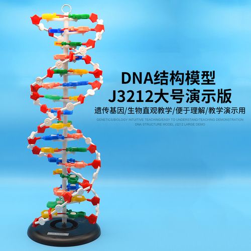 dna结构模型/大号j33306双螺旋60公分高中碱基对遗传基因生物教学