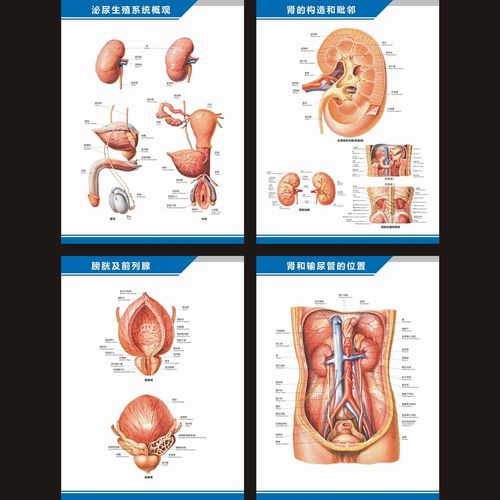 泌尿系统解剖图肾膀胱前列腺结构图示意图医院科室中英文海报挂图