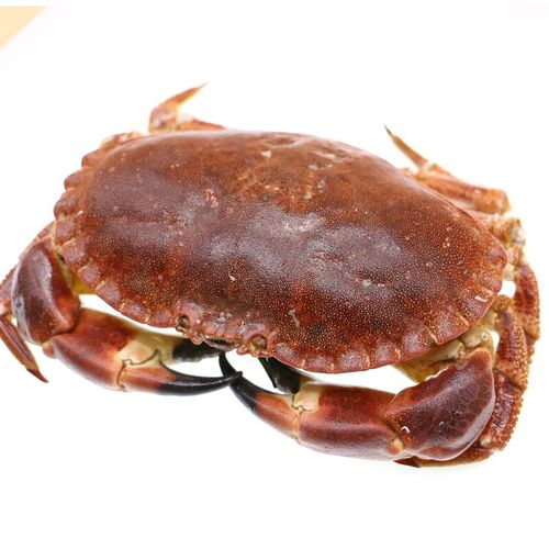 【活鲜】鲜活面包蟹 英国爱尔兰活黄金蟹大螃蟹活蟹  乐食港 面包蟹