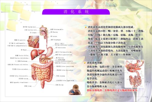 580海报印制海报展板素材299医院人体消化系统组成解剖 非高清图