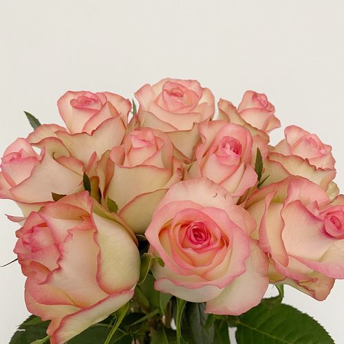 玫瑰新品鲜花爱莎玫瑰花双色长枝枝条花头北京鲜花速递同城