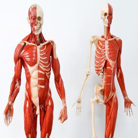 60cm艺用人体模型肌肉解剖骨骼结构教学美术绘画雕塑模型高品质