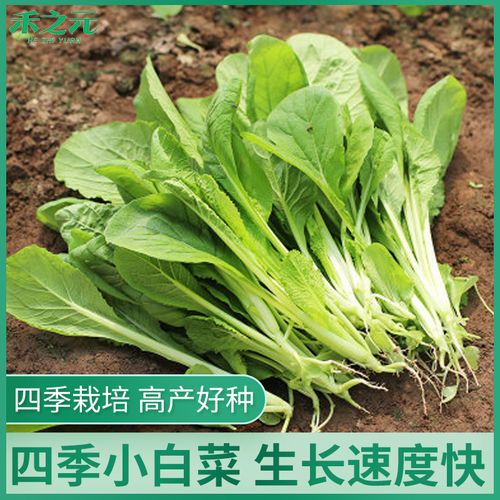 小白菜种子种籽小青菜种子上海青四季快菜种子蔬菜种子菜种子四季