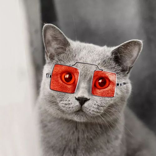 2021新款宠物猫咪墨镜猫带的眼镜拉风扮酷小型犬通用拍照饰品