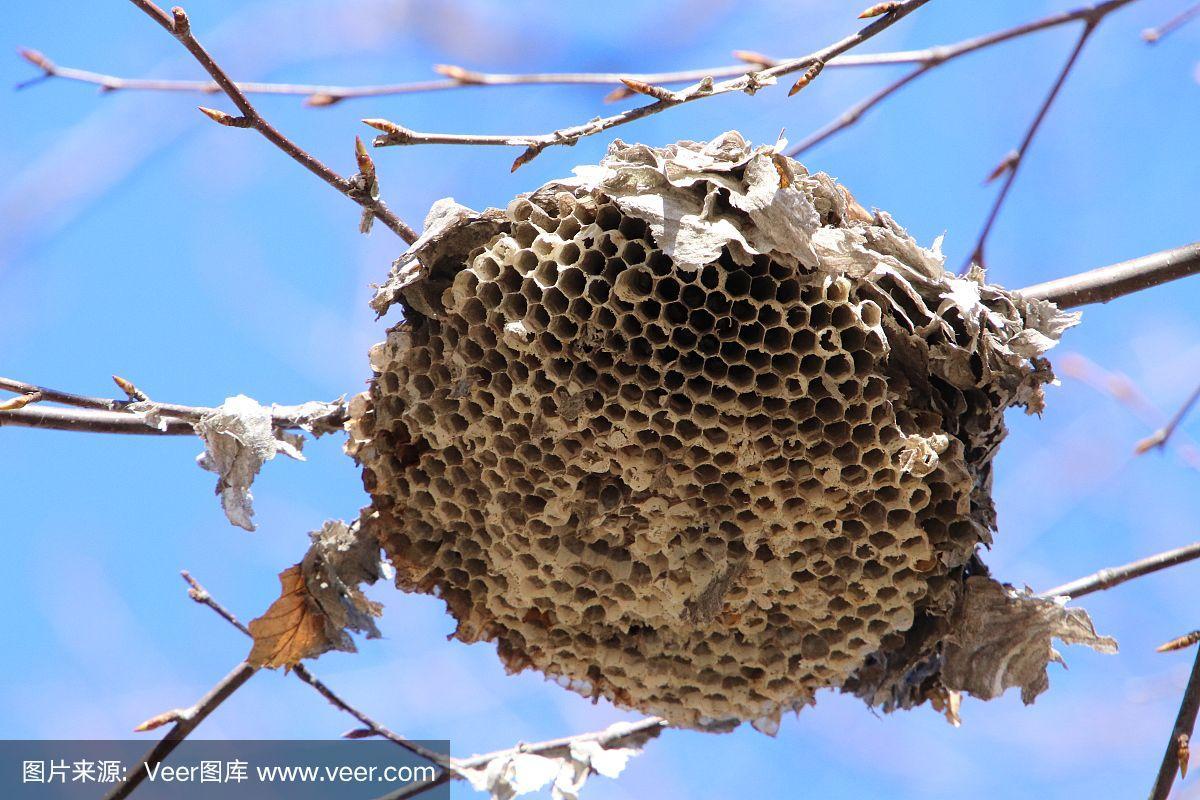 蜜蜂的巢