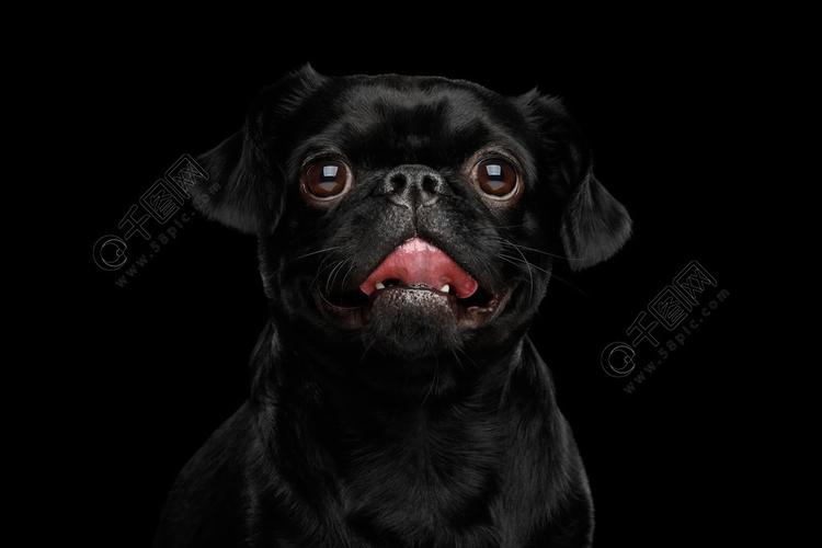 笑小brabanson小狗惊奇的画像在孤立的黑色背景下前看镜头