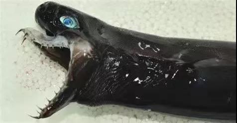 卡氏蝰乌鲨(图片来自网络)鲨鱼的颚方软骨(上颌骨)没有与颅骨完全愈合