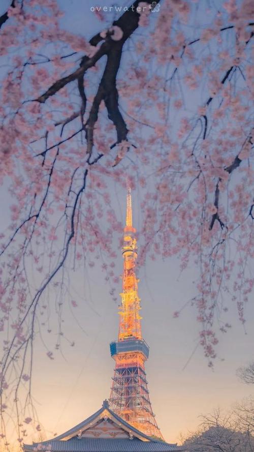 摄影师镜头里的日本唯美樱花景色