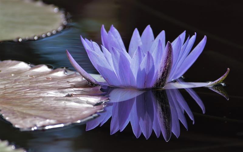 壁纸 紫色的花瓣睡莲,池塘