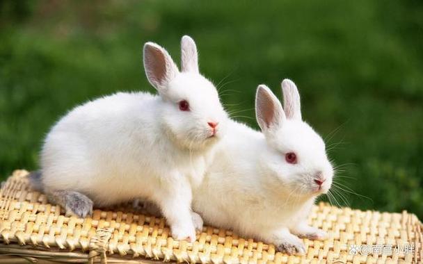 大兔子和小兔子的爱情故事之小兔子终于开始运动了