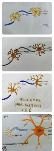 神经元结构及神经元之间的联系结构示意图