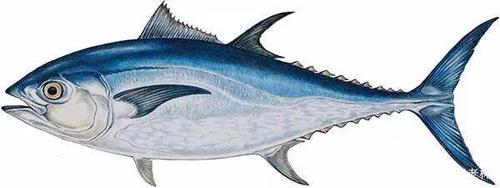 南海金枪鱼:虽为名贵鱼种,却是风险最大食材