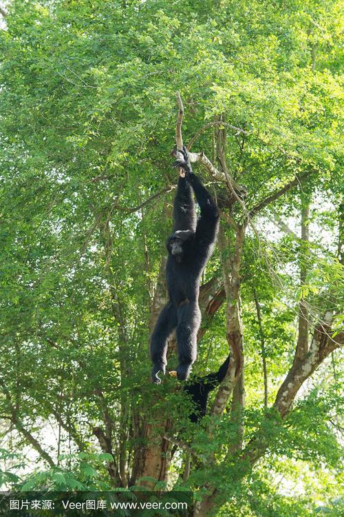黑长臂猿猴子挂在一棵大树上的野生动物在泰国.