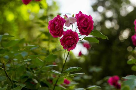 粉安妮玫瑰向太棒了自然焦外成像背景照片