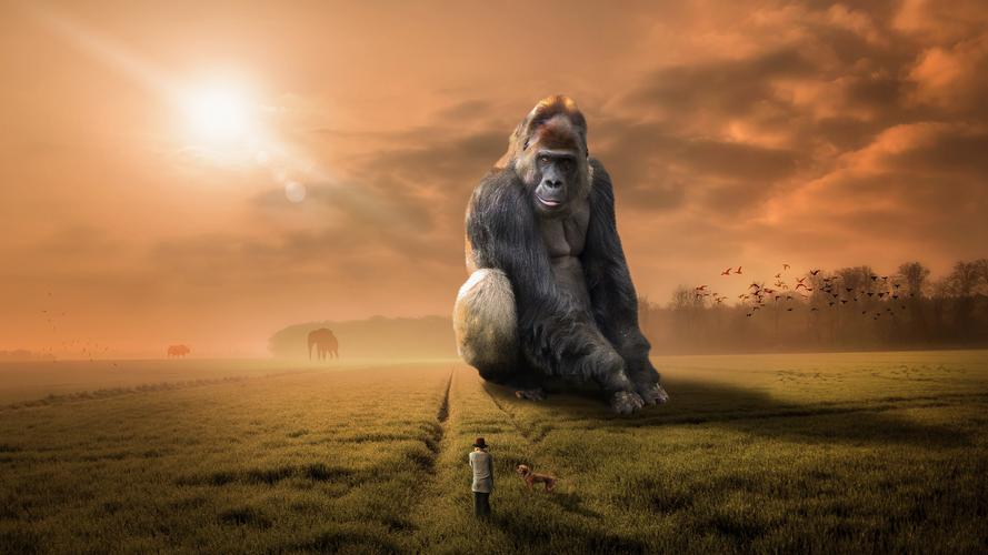 动物 大猩猩 草食动物 日落 黄昏 天空 原野 5k图片壁纸(小清新静态壁