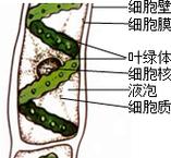 关于水绵细胞中的叶绿体,下列描述证确的是( )