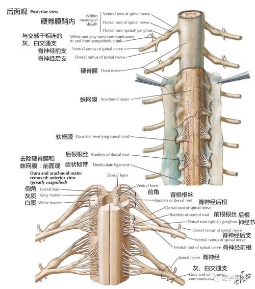 脊神经详细解剖图图片 医学百科网