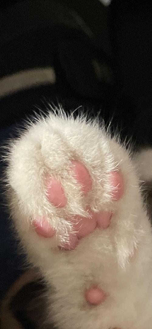 猫崽的粉肉爪