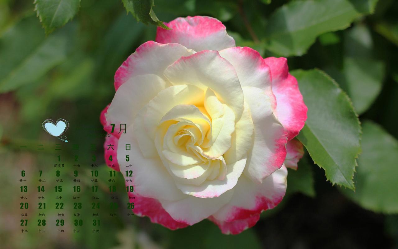 2015年7月日历精选玫瑰花瓣特写桌面壁纸下载