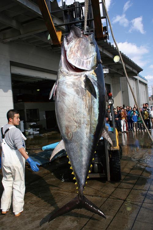 日本限制太平洋蓝鳍金枪鱼的捕捞量 - 大连翔祥食品有限公司