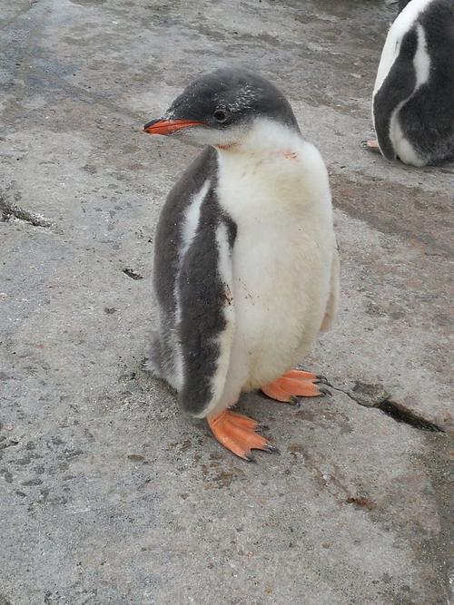 金图企鹅
